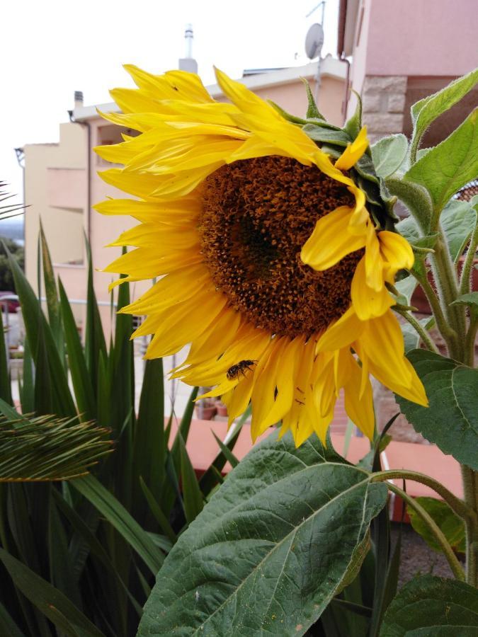 The Roses Garden Bed and Breakfast La Maddalena  Exteriör bild