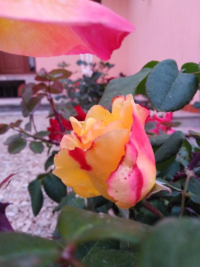 The Roses Garden Bed and Breakfast La Maddalena  Exteriör bild