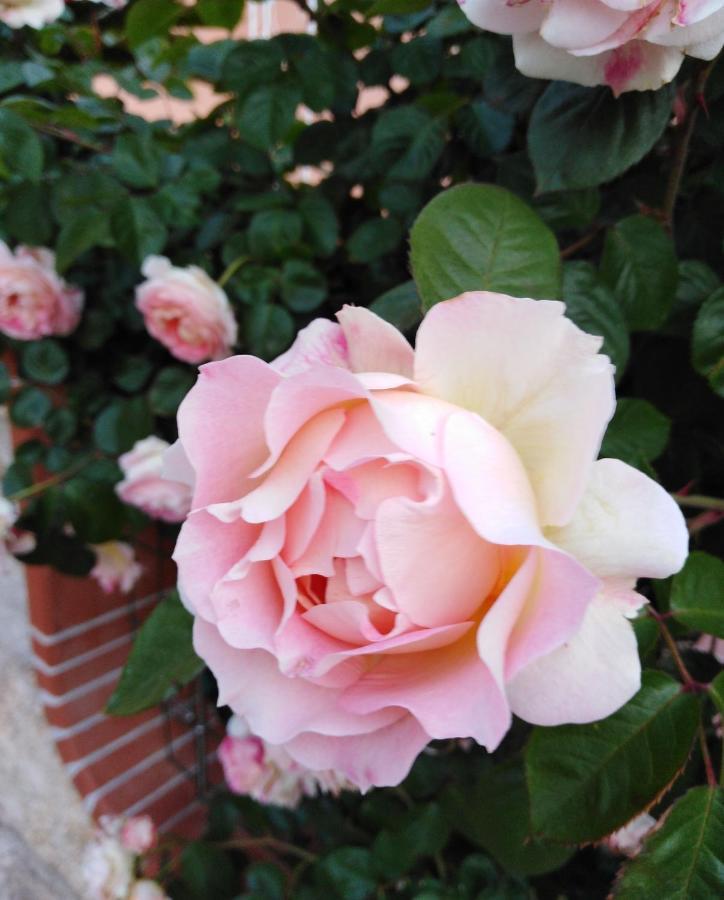 The Roses Garden Bed and Breakfast La Maddalena  Exteriör bild