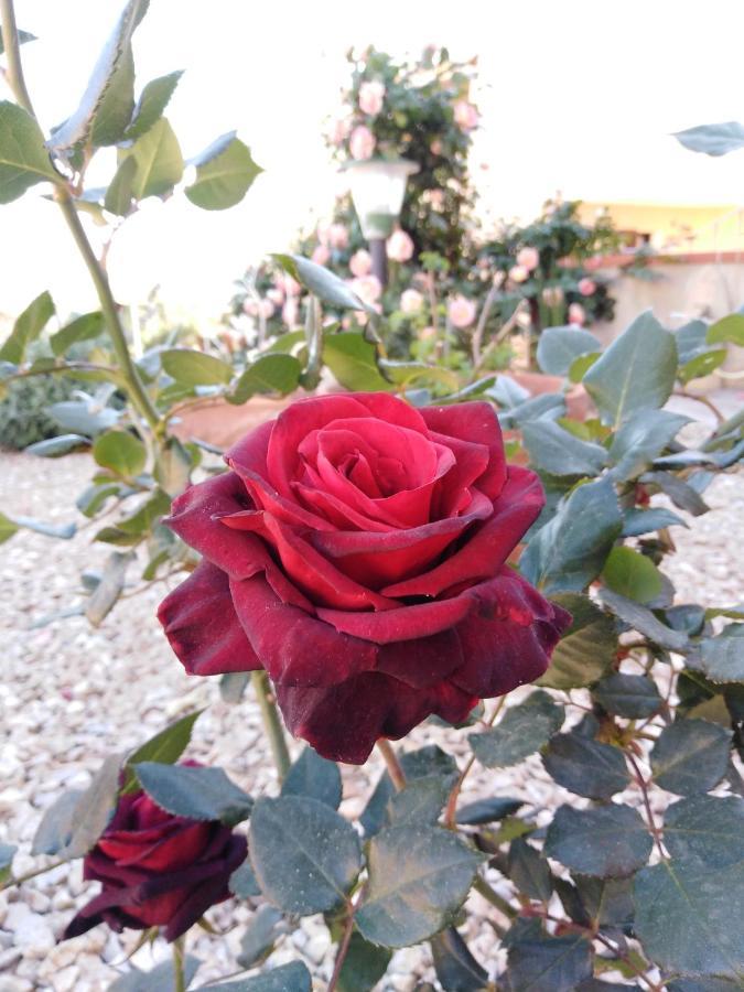 The Roses Garden Bed and Breakfast La Maddalena  Exteriör bild