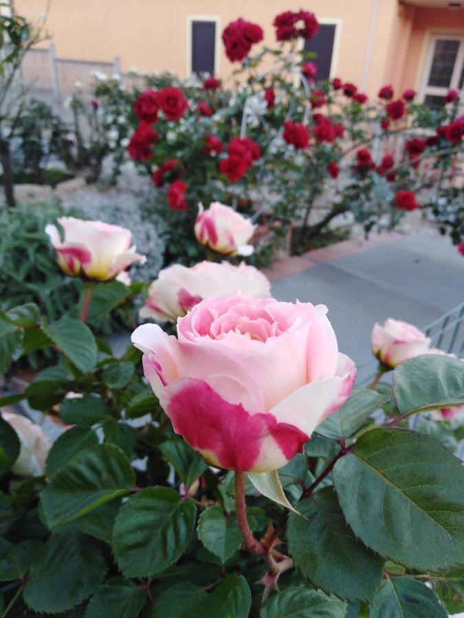 The Roses Garden Bed and Breakfast La Maddalena  Exteriör bild