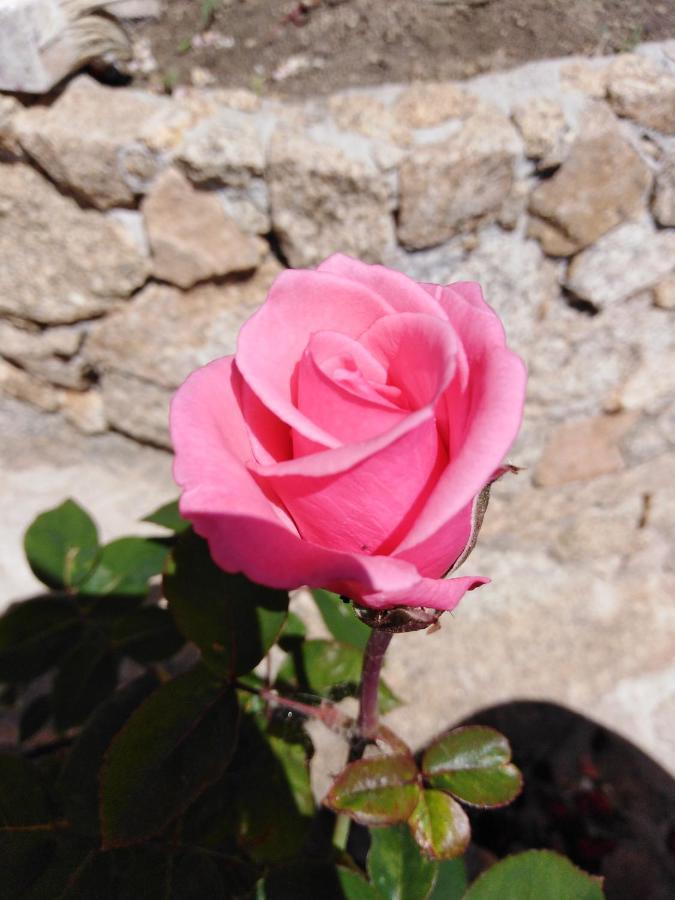 The Roses Garden Bed and Breakfast La Maddalena  Exteriör bild